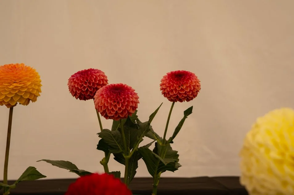 southportflowershow-0239.jpg