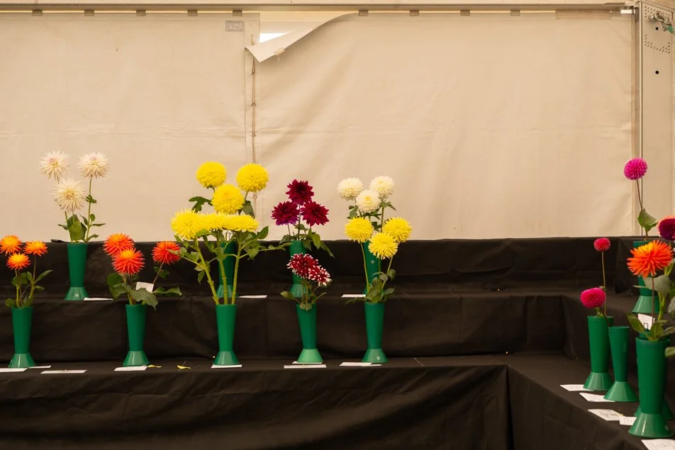 southportflowershow-0240.jpg