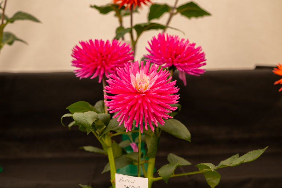 southportflowershow-0246.jpg