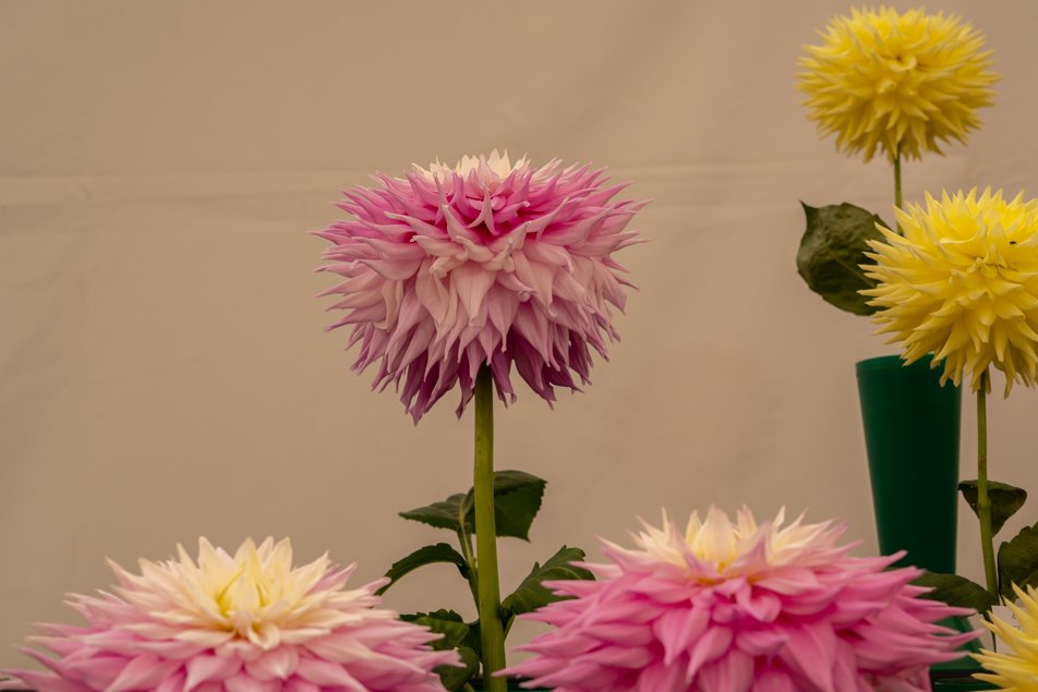 southportflowershow-0247.jpg