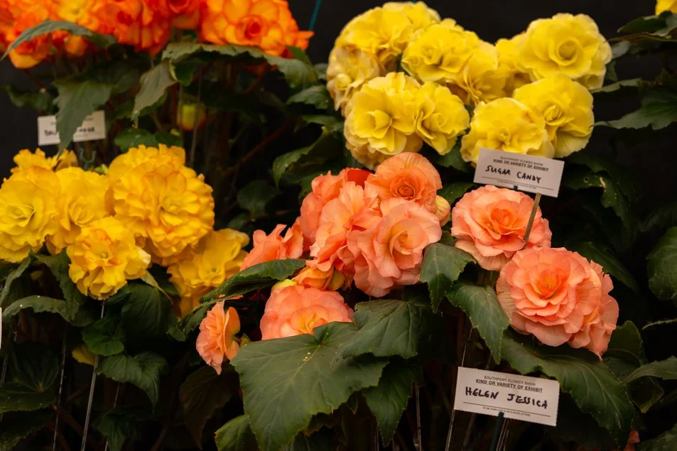 southportflowershow-0255.jpg