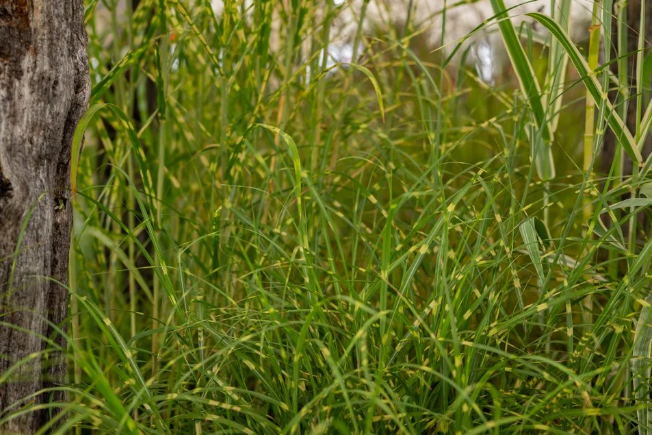 southportflowershow-0278.jpg