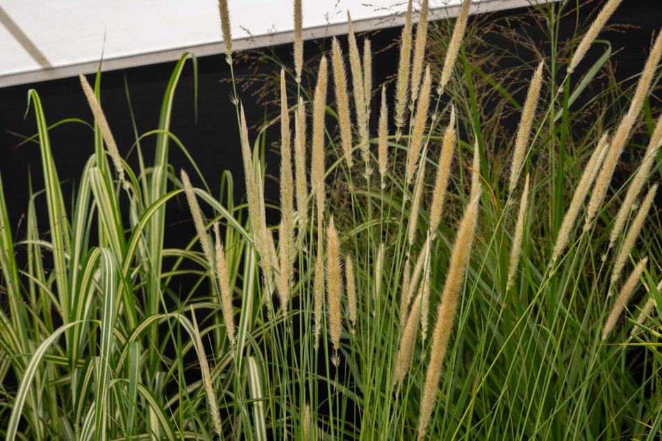southportflowershow-0288.jpg