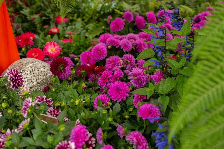 southportflowershow-0293.jpg