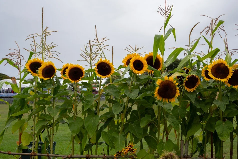 southportflowershow-0395.jpg