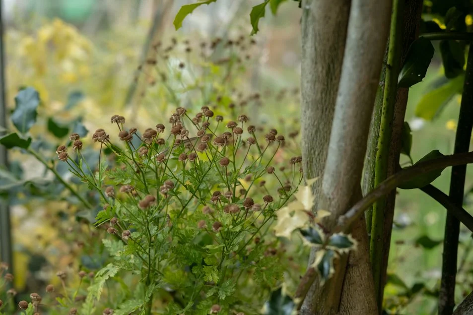 Botanical, Garden, September.