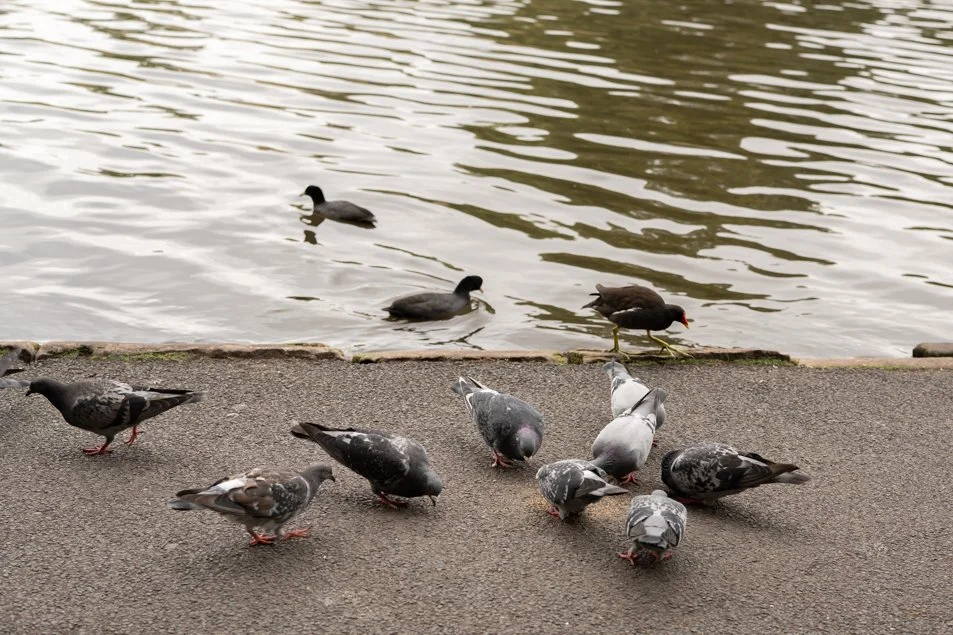 seftonpark-0545.jpg
