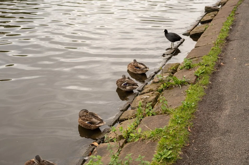 seftonpark-0549.jpg