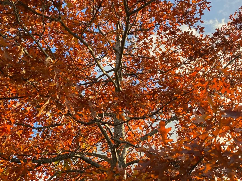 Observations-October 2024. — Edgeland Observer