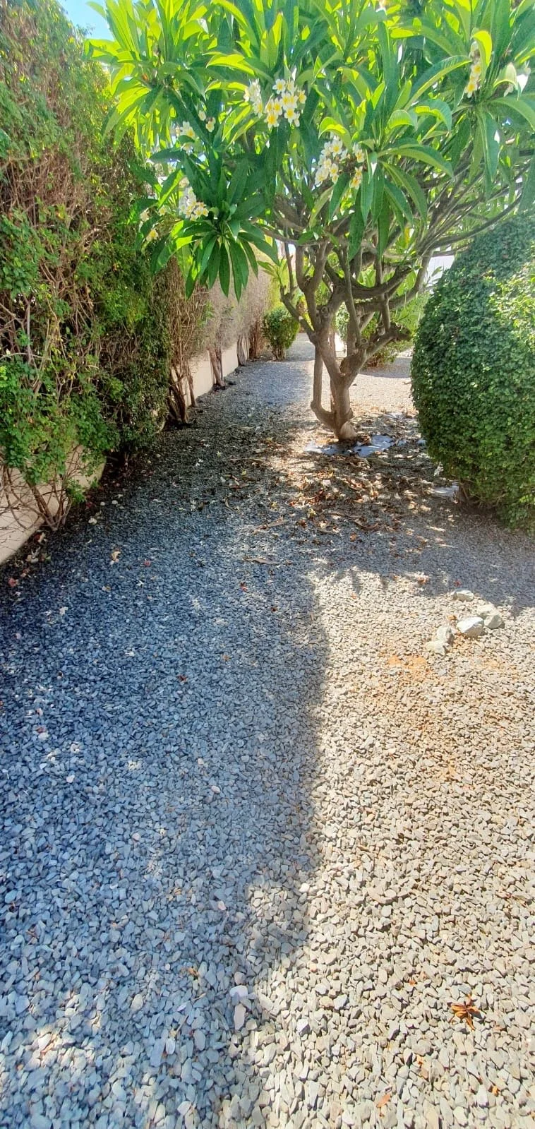 A gravel pathway bordered by a dense hedge on the left and a pruned bush on the right, with a tall tree with broad green leaves and white flowers casting a shadow over the pathway.
