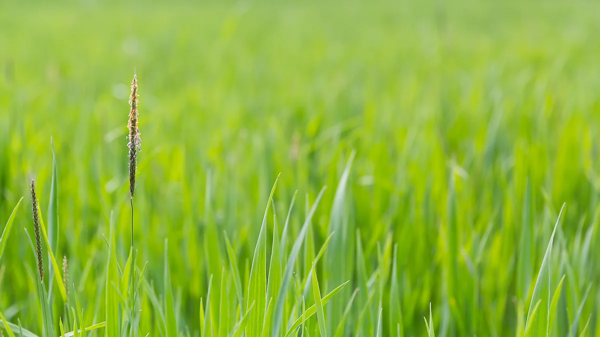 Crop Field