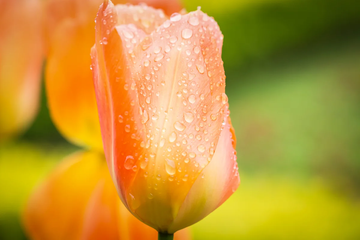 Tulips & Water Beads