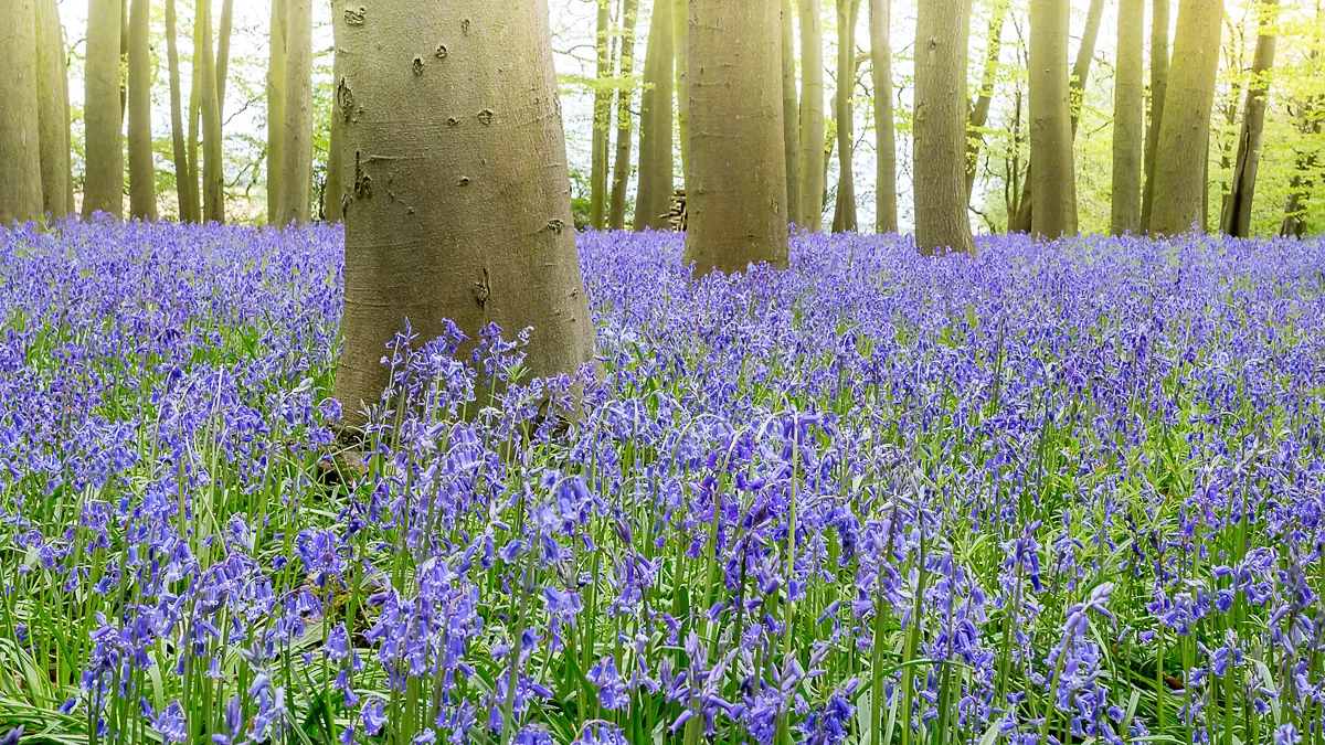 Bluebell Woods
