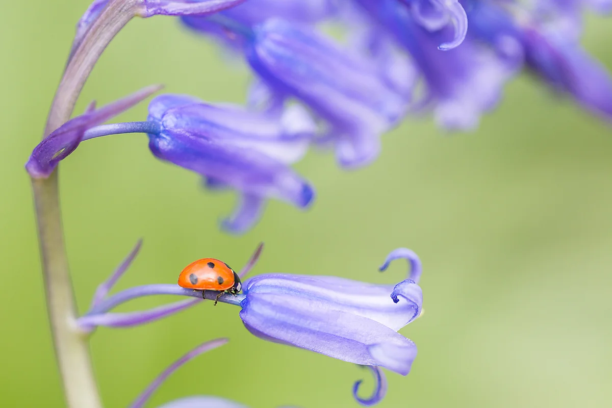 Bluebells & Ladybird