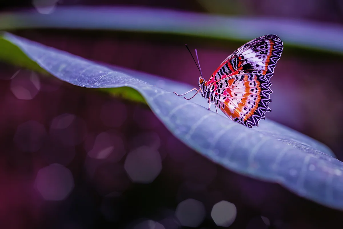 Butterfly