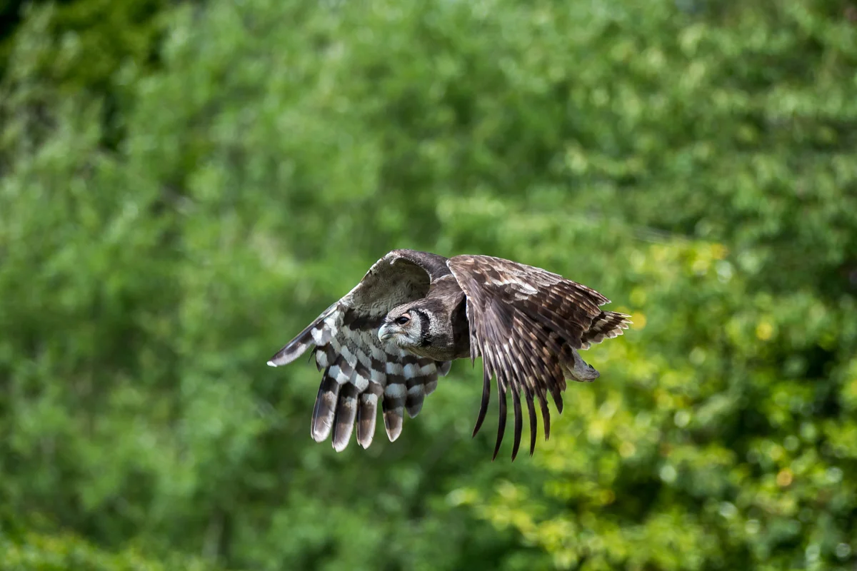 Hawk Conservancy Trust