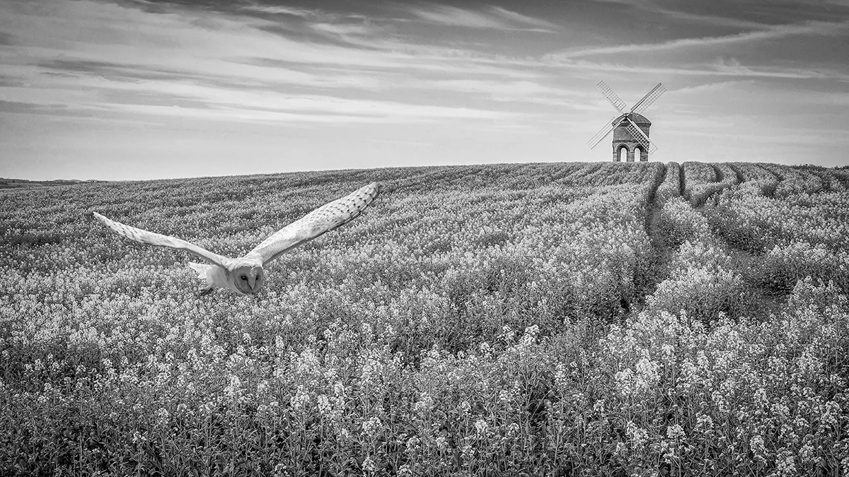 Barn Owl At Chesterton Mill