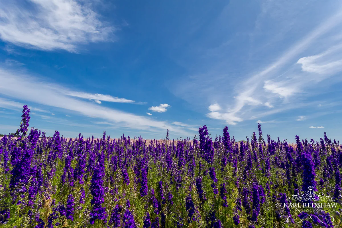 Delphinium Farming