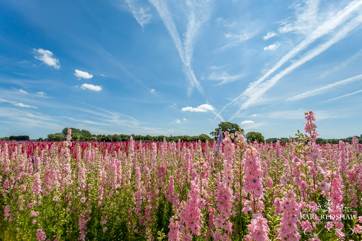 Delphinium Farming