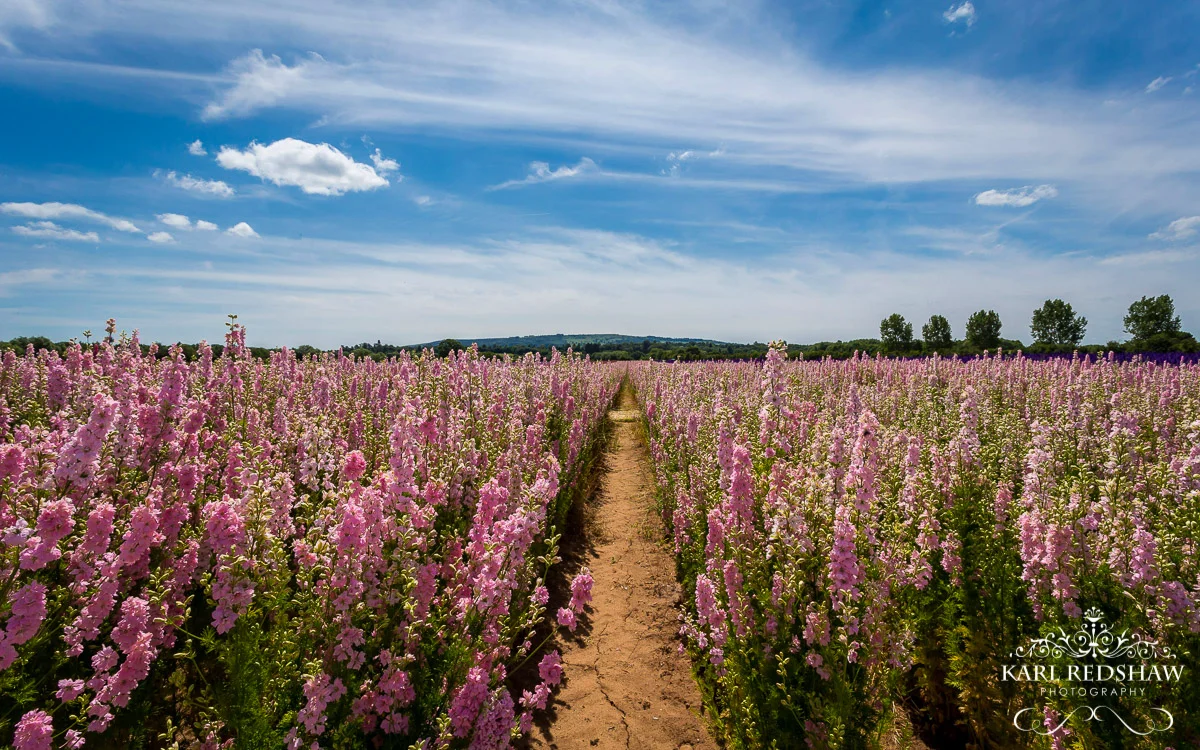 Delphinium Farming