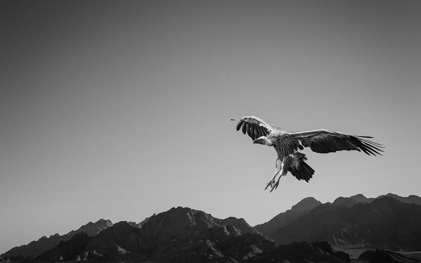 Vulture