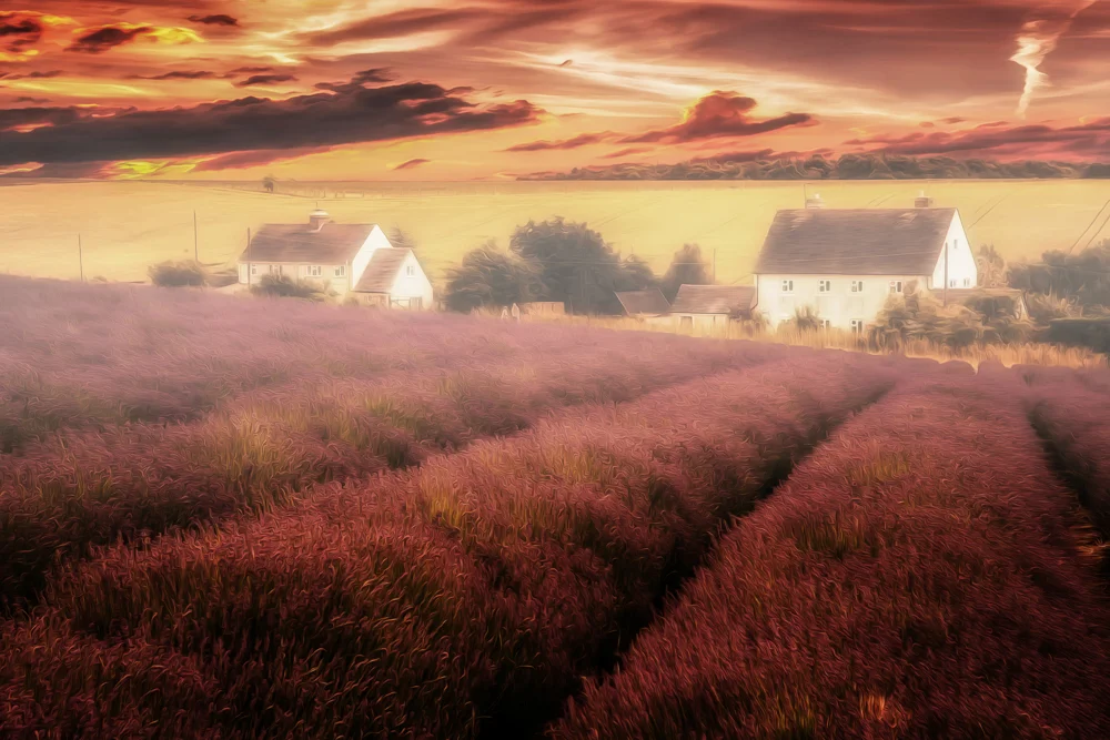 Snowshill Lavender & Broadway Tower