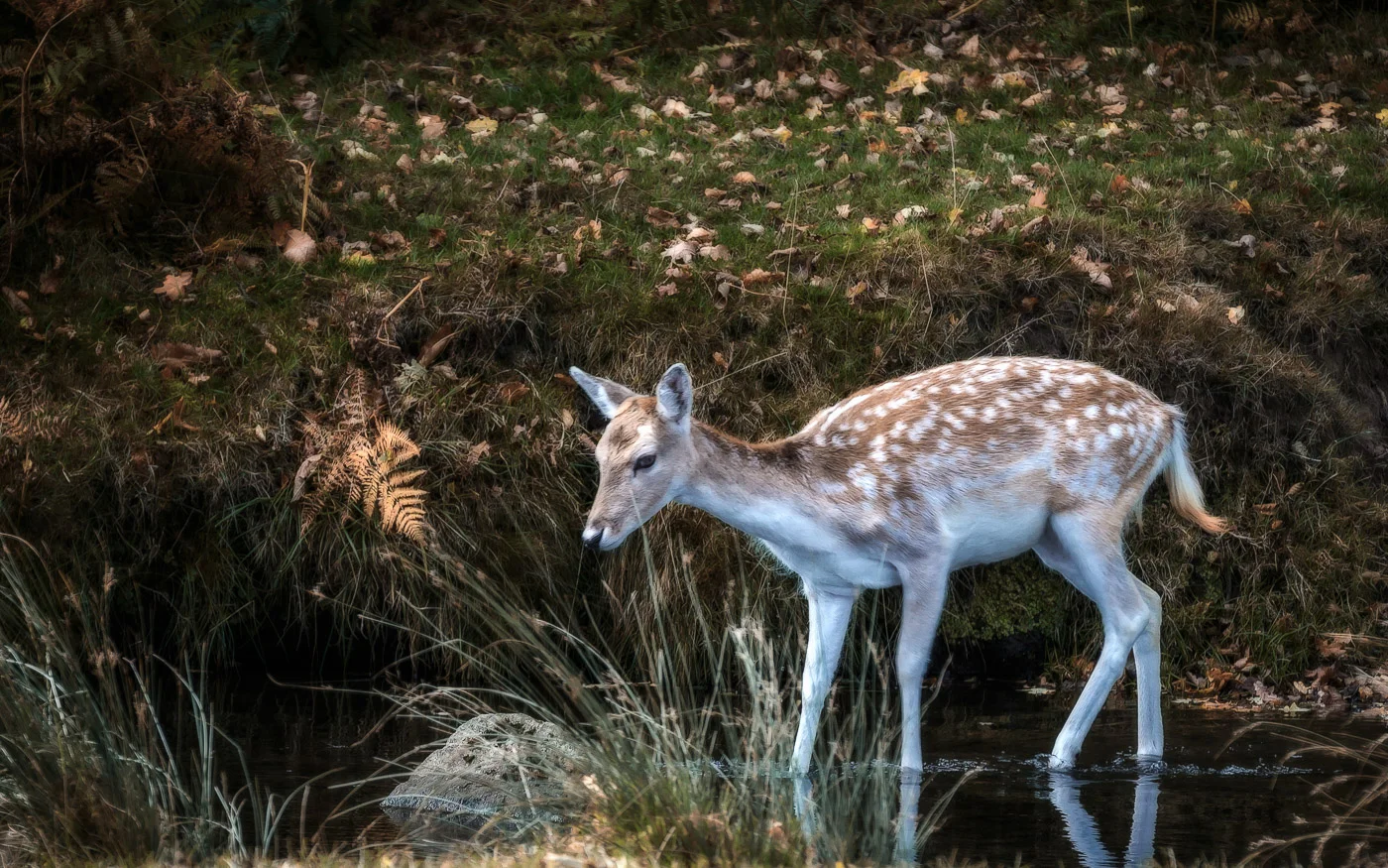 Fallow Deer Hind
