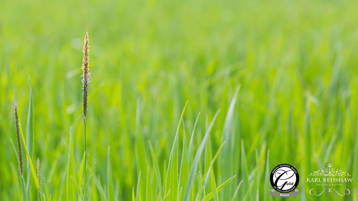 Young Crop Field