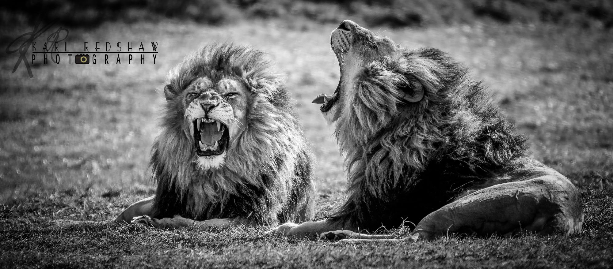 Pair Male Lion