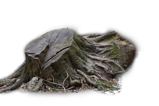 Tree Stump PNG.png