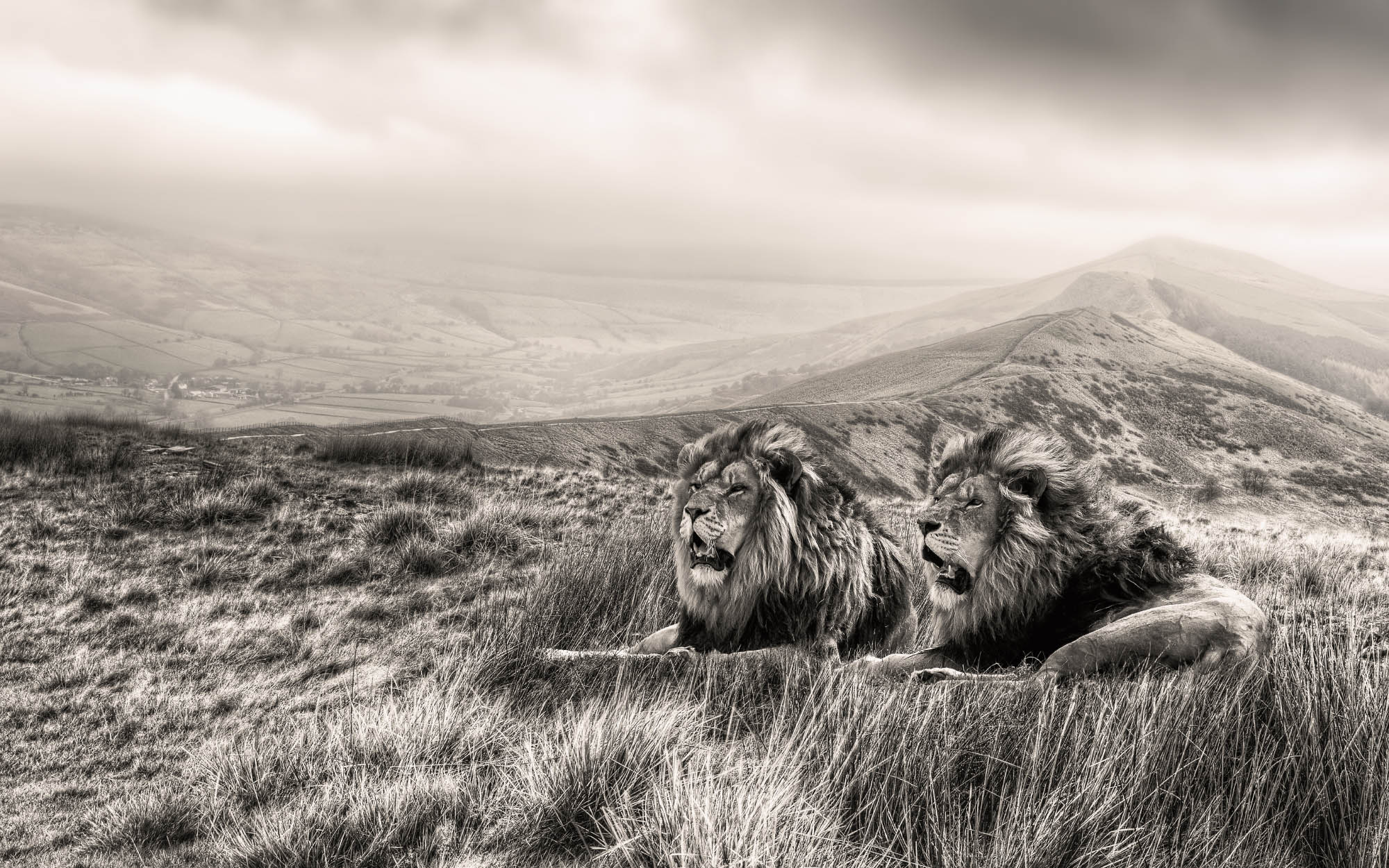 Pair Male Lion