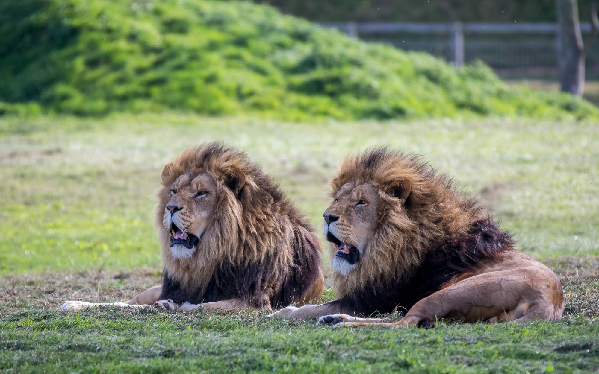 Pair Male Lion