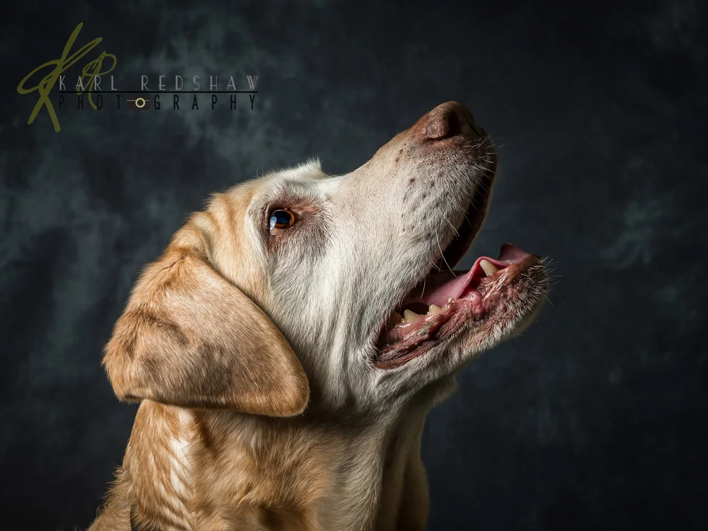 Dog Portraiture