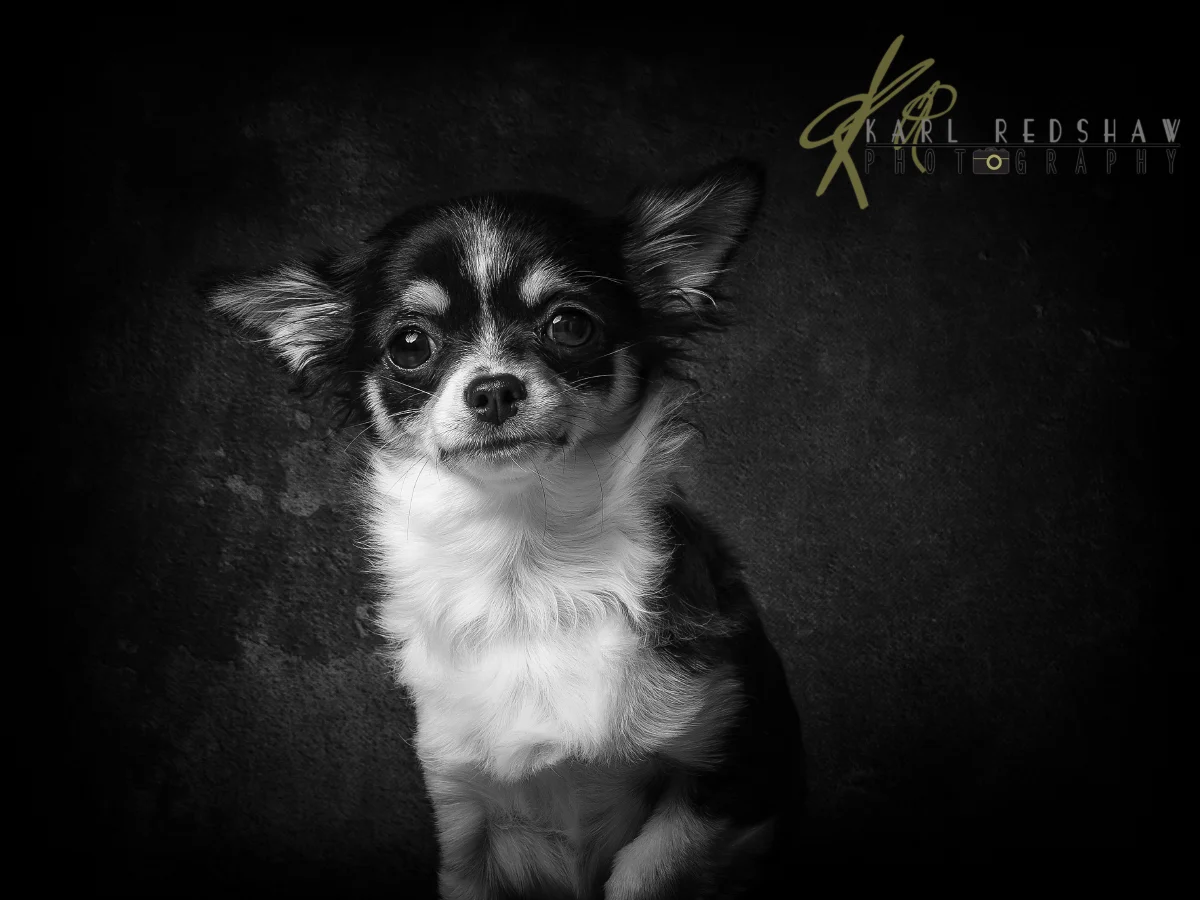 Chihuahua