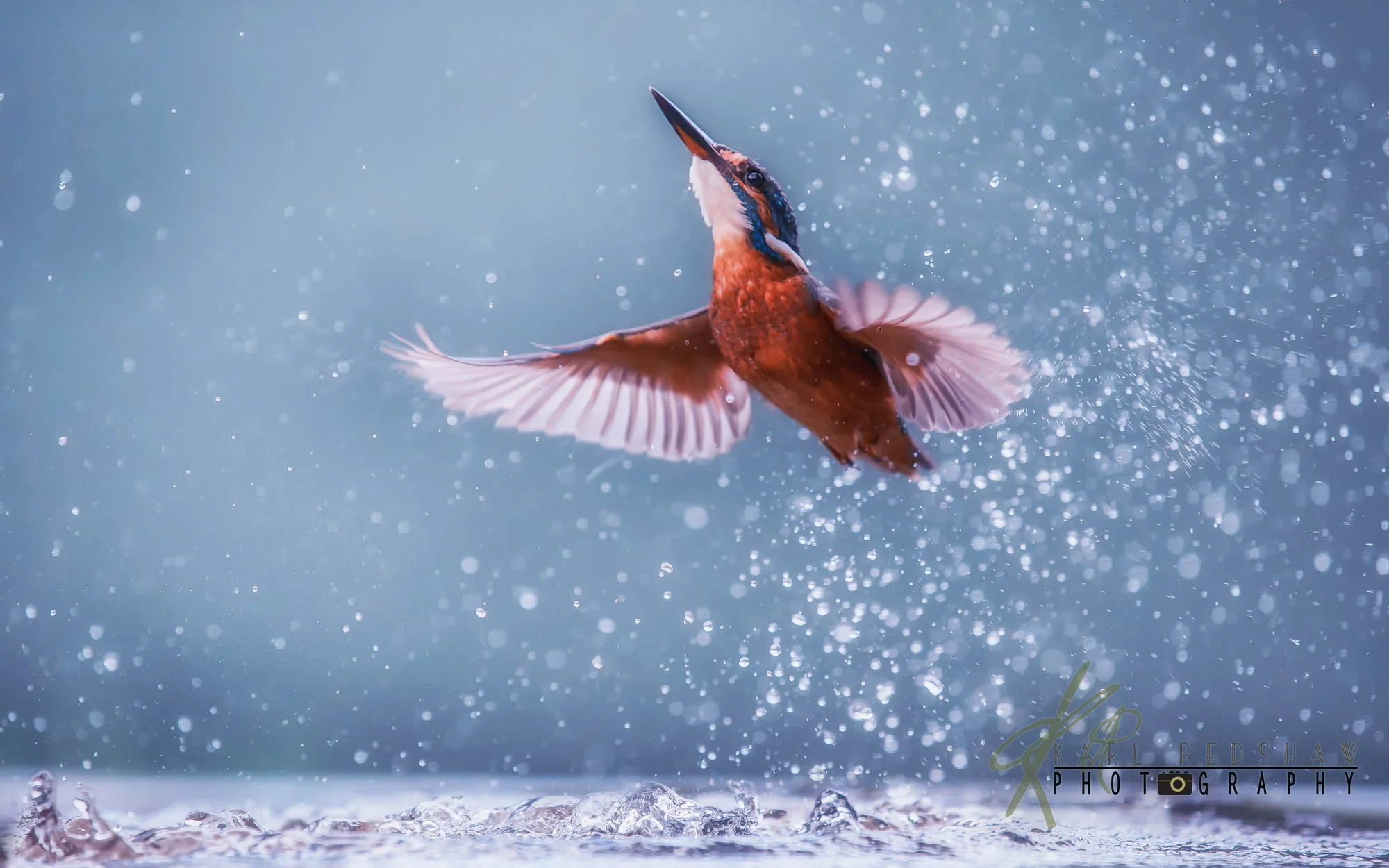 Common Kingfisher Alcedo atthis