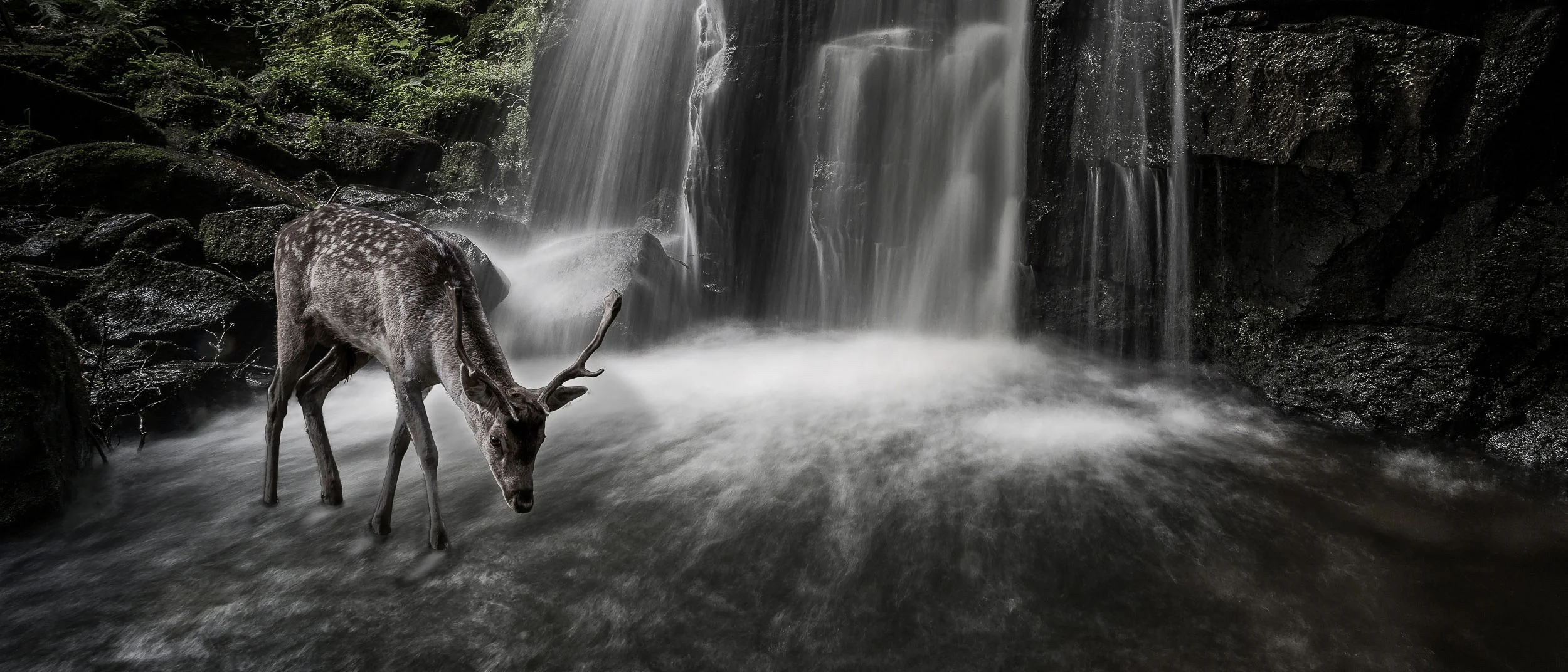 Fallow Deer Doe