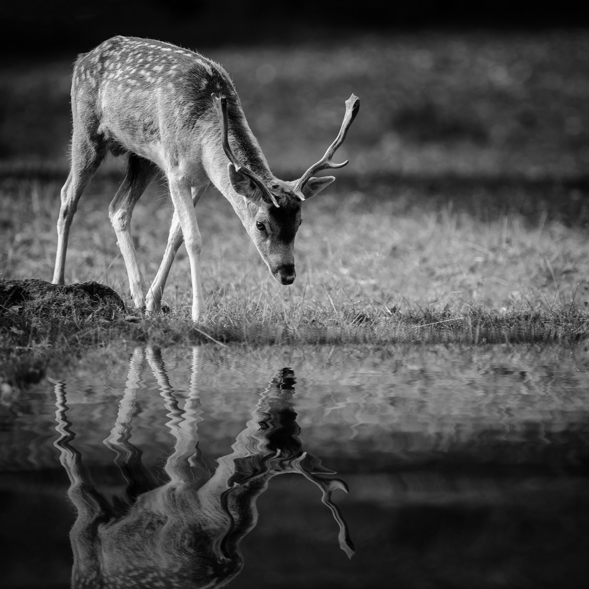 A fallow Deer Buck