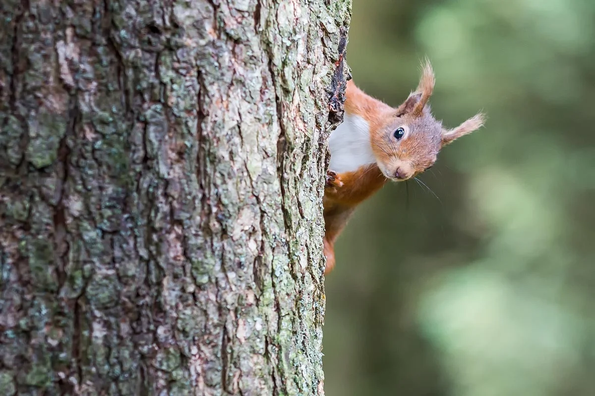 Red Squirrel at Snaizeholme, Hoar