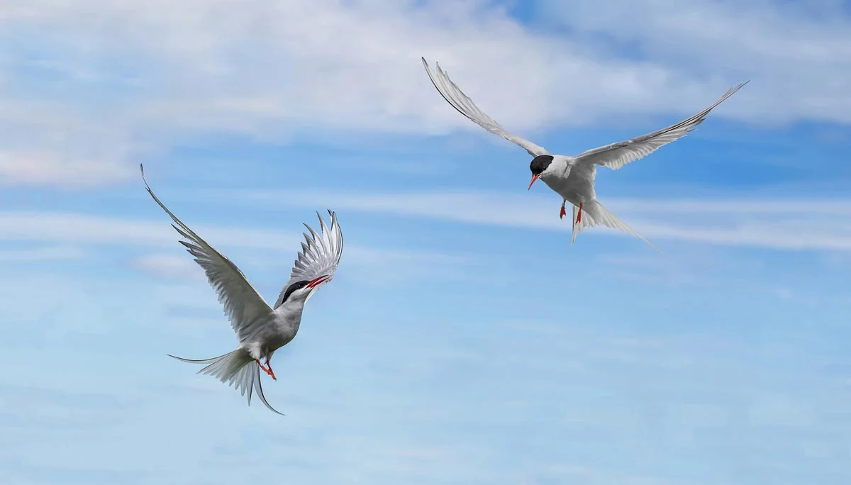 Artic Turns Farnes Island - Sterna paradisaea