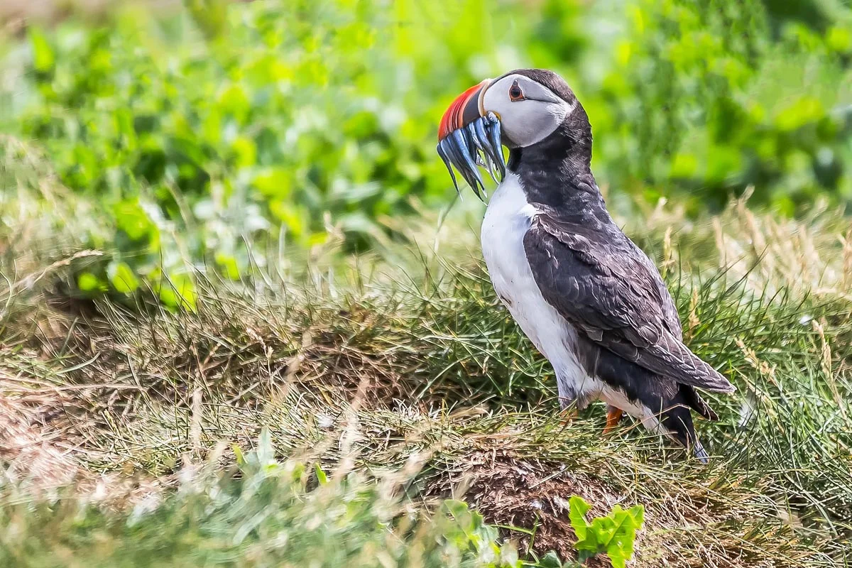 Puffin At Staple Farne Northumberland 2017