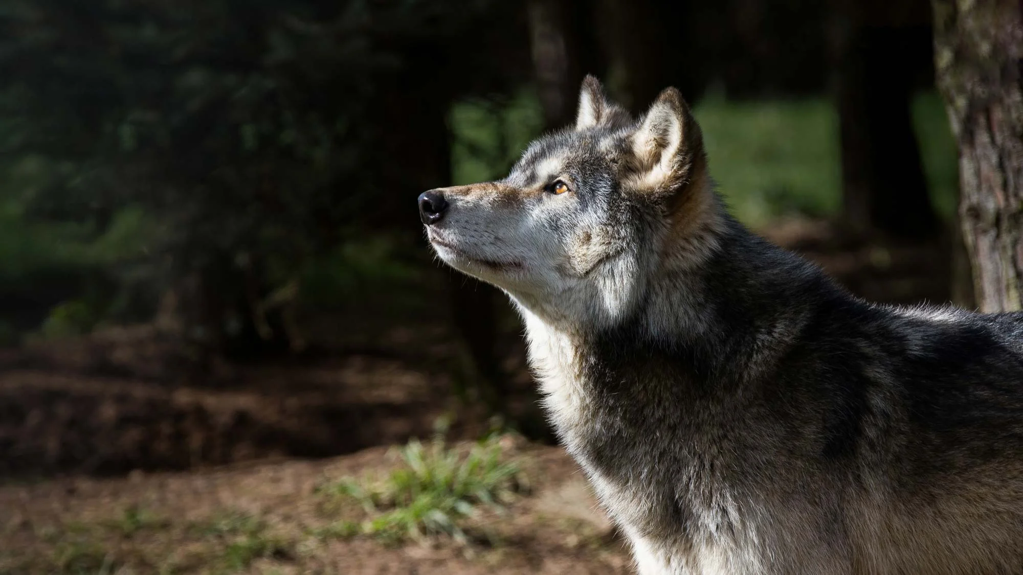 Wolf Gaze