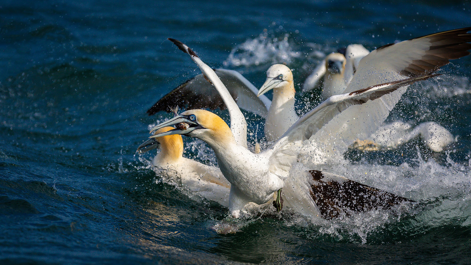 Northern Gannet Diving