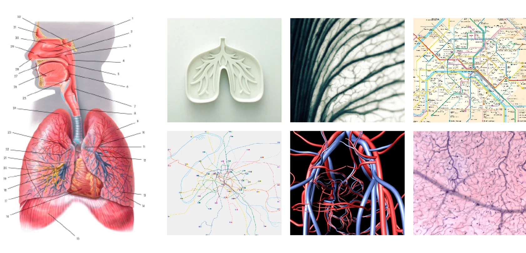 The RATP project deals with ventilation and breathing, which led to the association of lungs, or a system running through the human body. A unique resemblance between the representation of systems in a human body and the different maps of the Paris Metro was noticed. 