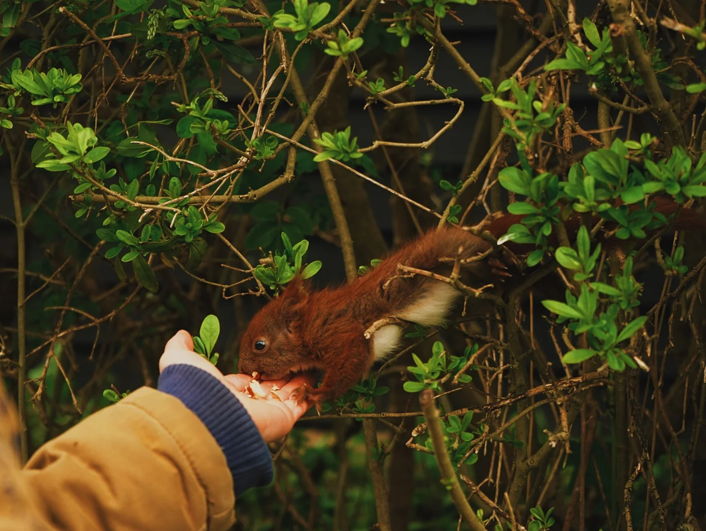 The cutest little squirrel pup in our garden and Sienna got to feed it!