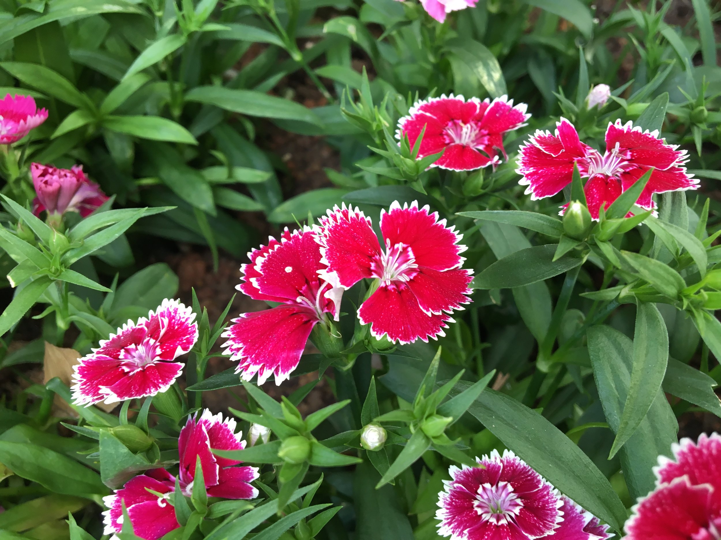 現代世界における「ハーモニー」という希望。- 「アイデンティティの複数性」(アマルティア・セン)をキーワードに。