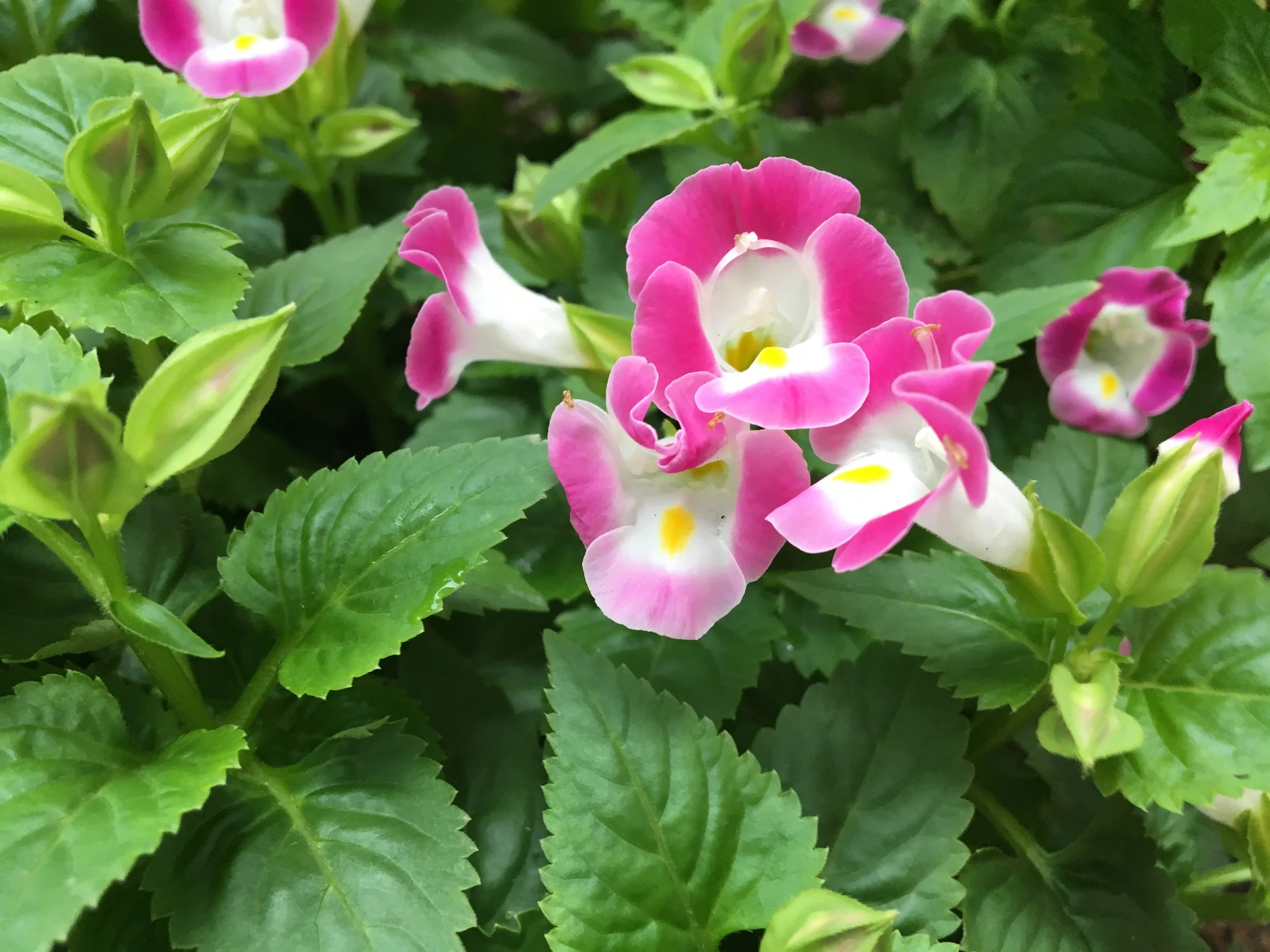 思い出としての「新鮮なライム」。- 西アフリカ・シエラレオネの首都フリータウンの、ある日曜日に。