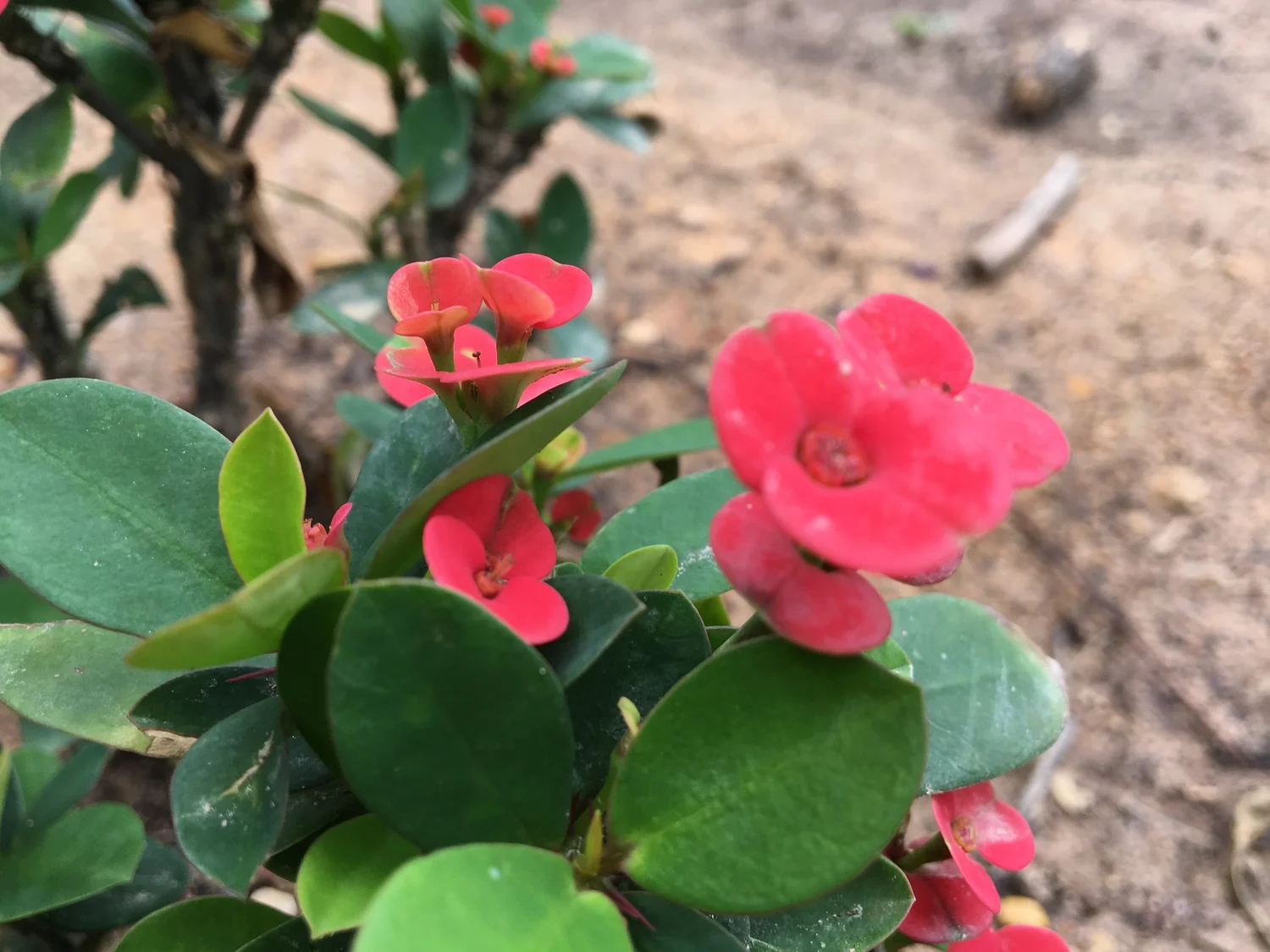 日本的な 異文化 接触の問題点にかんする仮説 私 という経験をめぐって Jun Nakajima 中島純