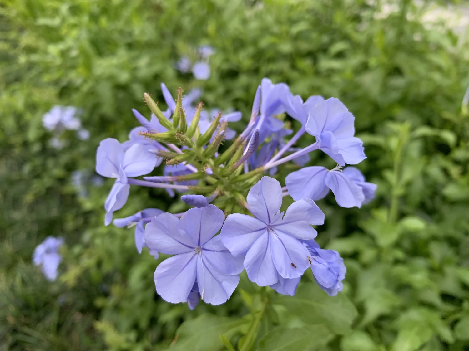 外国語を せいいっぱい聴き 伝える 中浜万次郎たちの 英語 Jun Nakajima 中島純