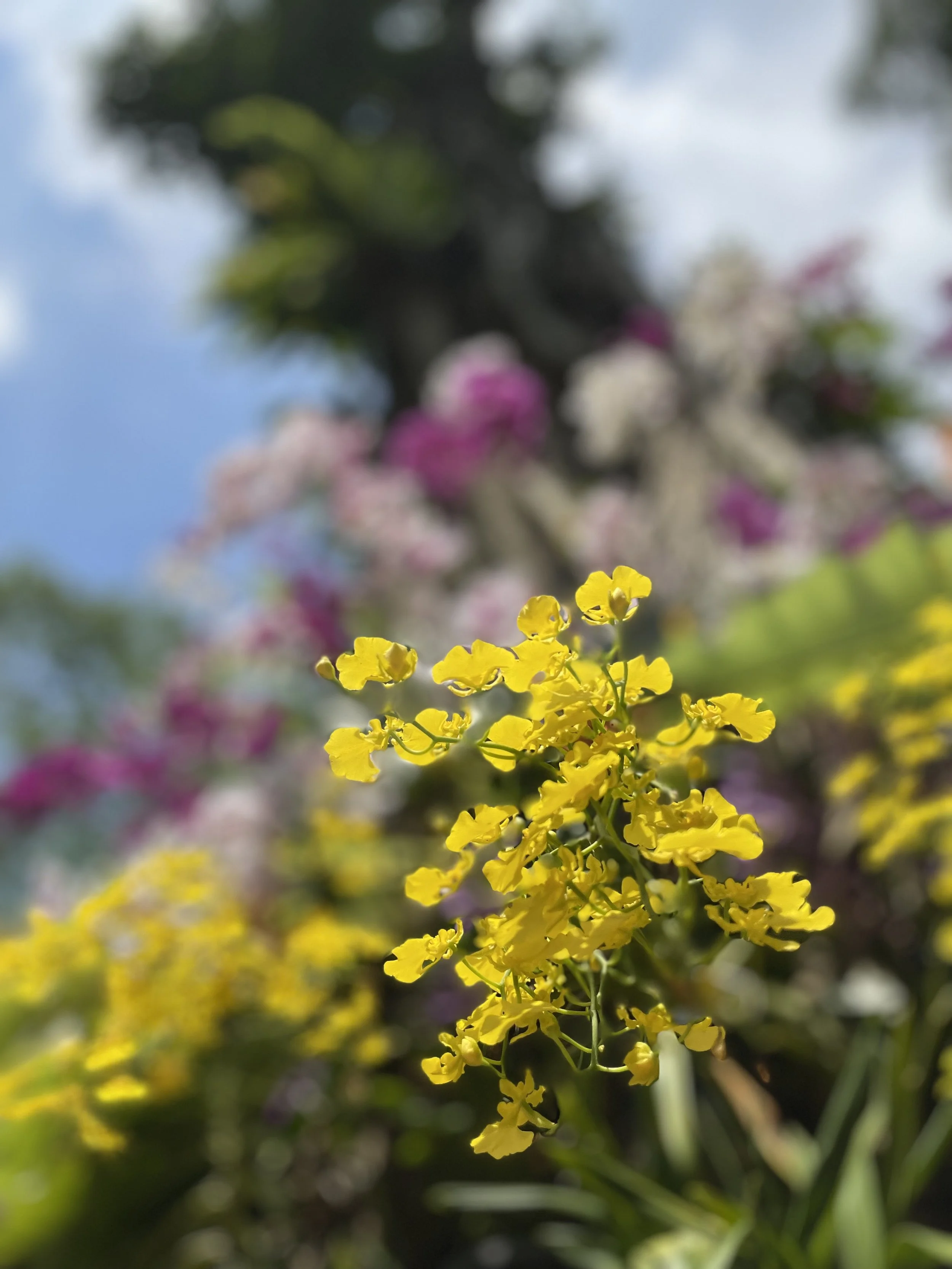 きゅうりの味ー味覚の記憶と＜おいしさ＞の基準