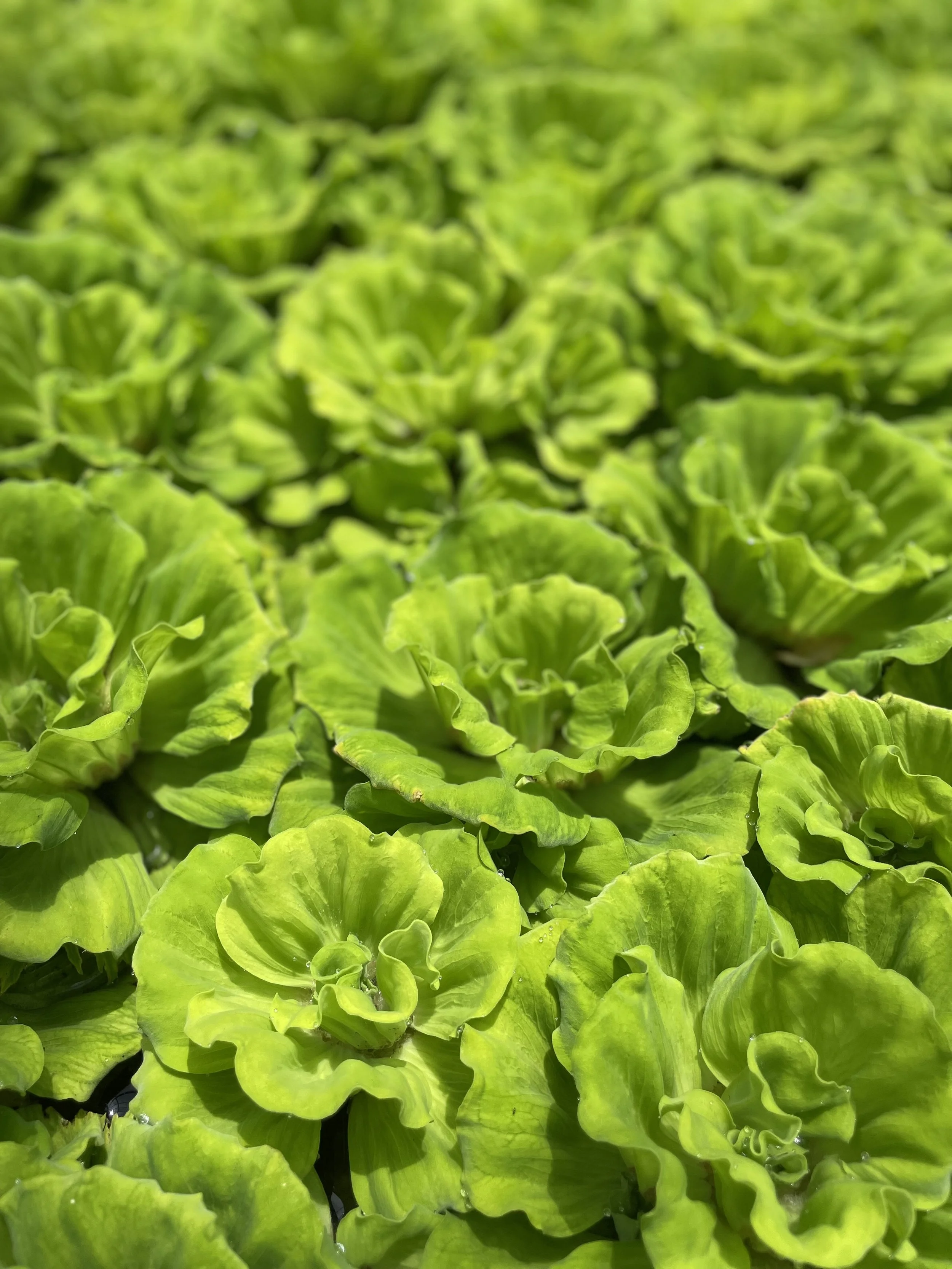 「用心」と「注意」の違いからー加藤典洋の視点